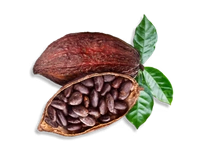 Cocoa Powder